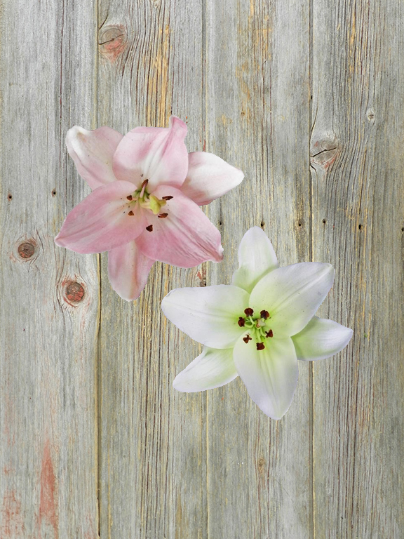 2/3 BLOOM PINK AND WHITE LA LILY COMBO BOX